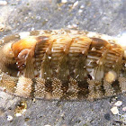 Chiton