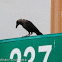 House Crow