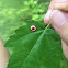 Ocellate Gall Midge