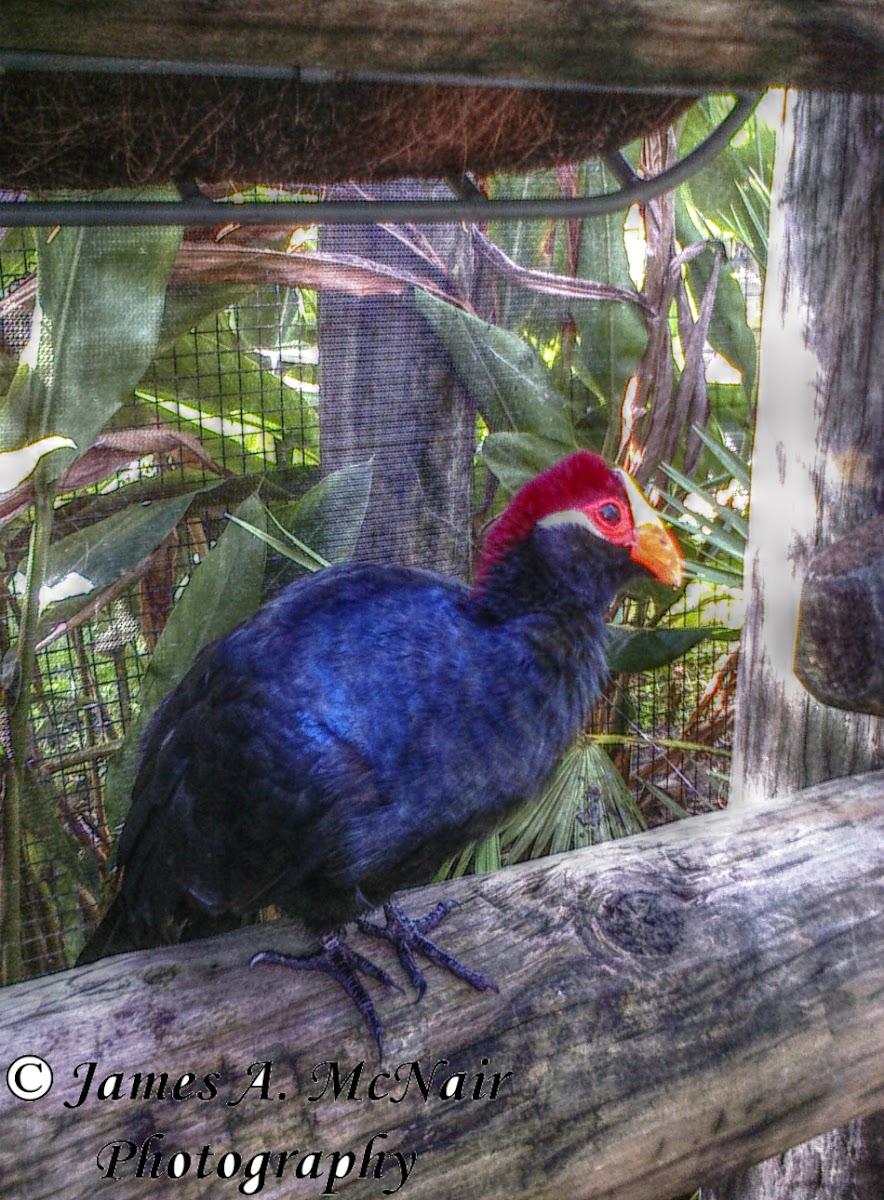 Violet Turaco