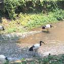 African sacred ibis