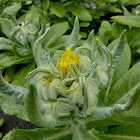 Seaside Ragwort