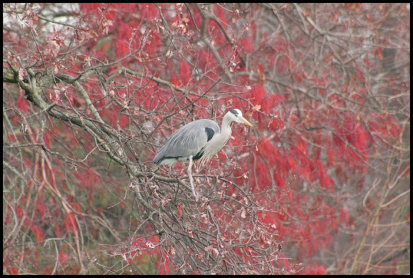 NATURE di flavianotaglia