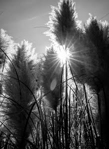 Svatební fotograf Giandomenico Cosentino (giandomenicoc). Fotografie z 30.dubna