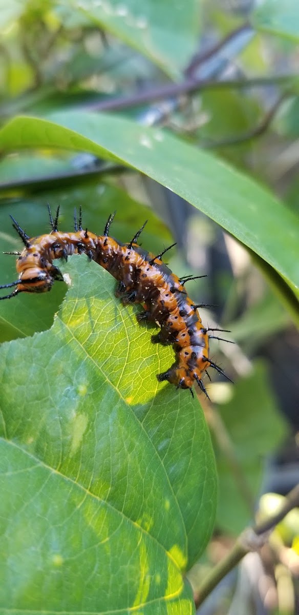 Gulf fritillary caterpillar