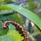 Gulf fritillary caterpillar