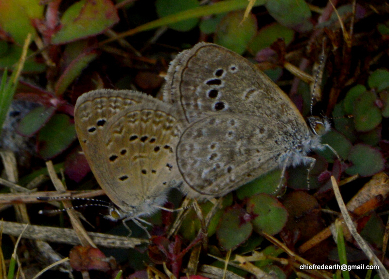 Lesser Grass Blue