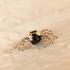 Grey wall jumping spider