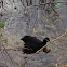 Eurasian Coot