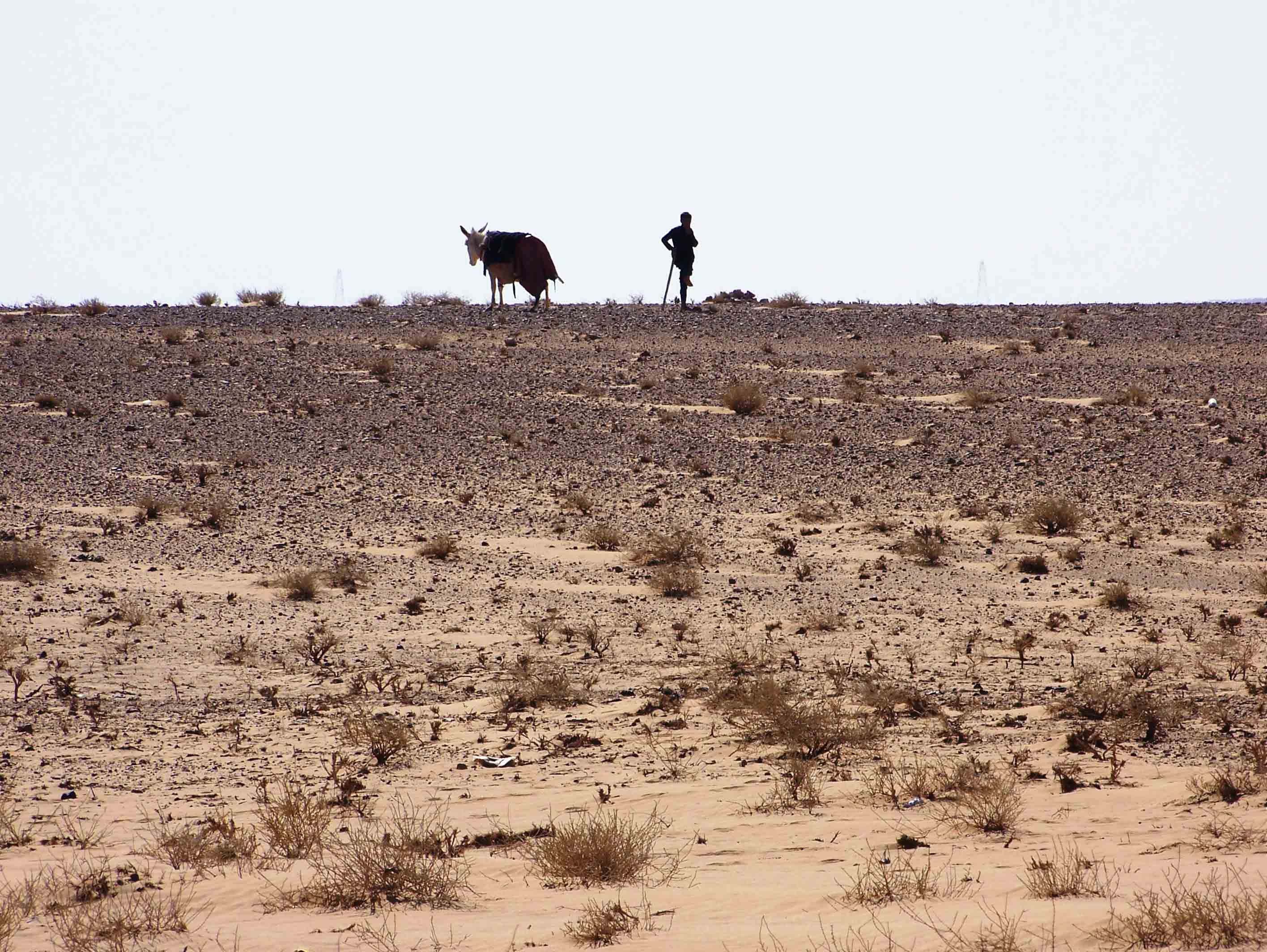 verso la desertificazione di antonioromei