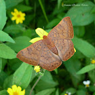 Metal Mark Butterfly