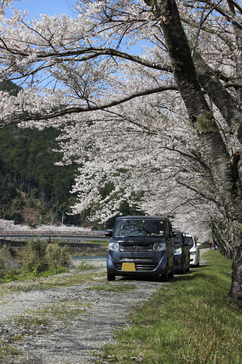 アクアのイツメン最高☆・他車種コラボ・桜とコラボ🌸・コロナが早く終息しますようにに関するカスタム事例の投稿画像5枚目