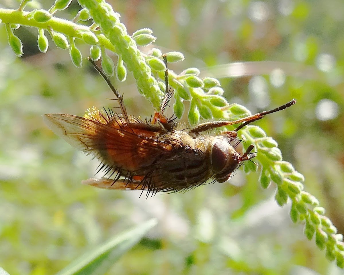 Ginger Bristle Fly