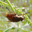 Ginger Bristle Fly