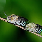 Blue-banded Bees