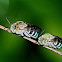 Blue-banded Bees