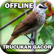 Kicau Burung Trucukan Gacor 1.0 Icon