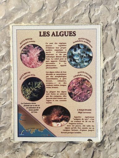 Les Algues