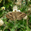 Pellicia Skipper