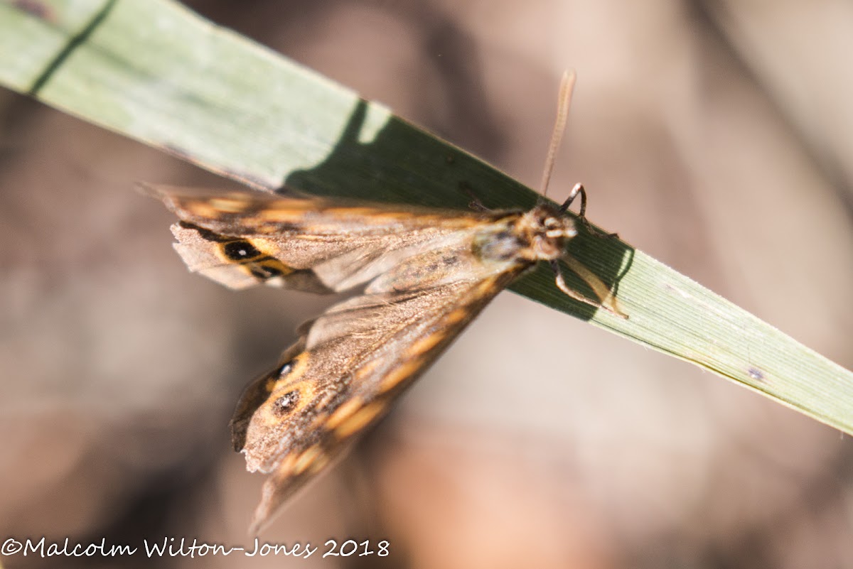 Speckled Wood