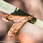 Speckled Wood