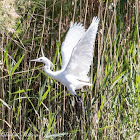 Little Egret; Garceta Común