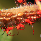 Coreid bug hatchlings