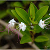 Clerodendrum inerme 苦郎樹/假茉莉