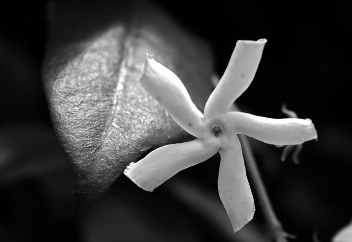 Stella di primavera di CobraPel