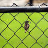 House Wren