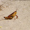 Eastern Lubber Grasshopper