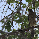 Cooper's Hawk