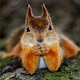 Squirrel Wallpaper New Tab Theme