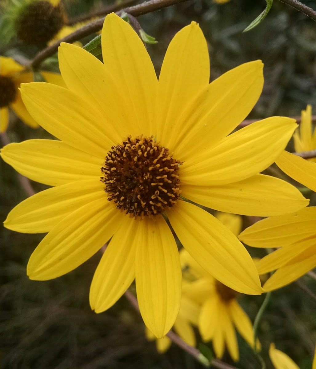 Giant Sunflower