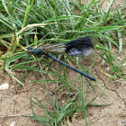 Banded demoiselle