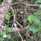 Collared Kingfisher