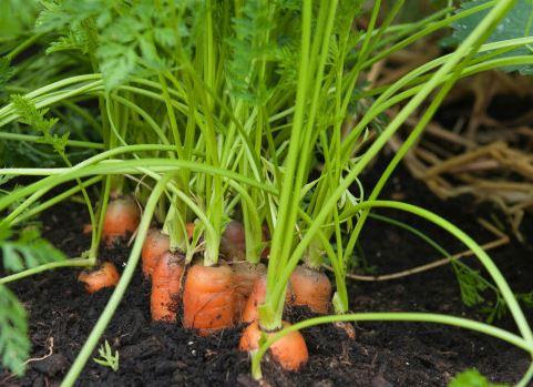 Carrots Growing From Tops