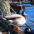 Mallard