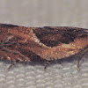 Black-marked Ancylis Moth