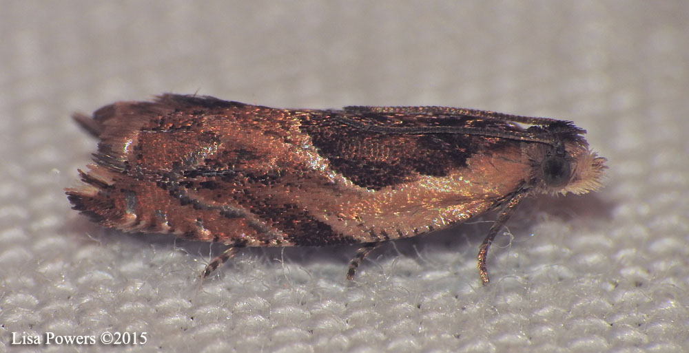 Black-marked Ancylis Moth