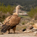 Griffon vulture