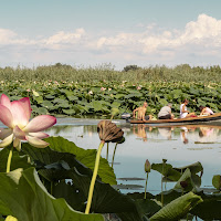 Navigare tra i fiori di loto di 