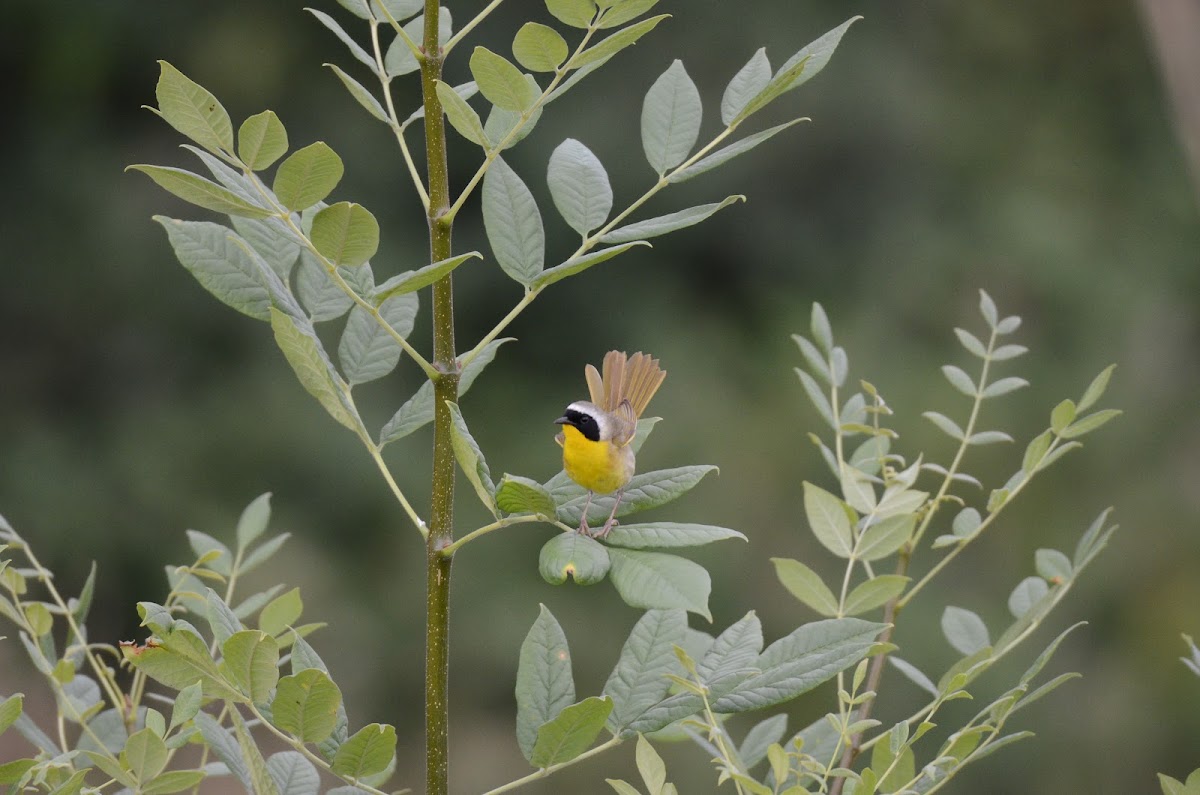 Common Yellowthroat