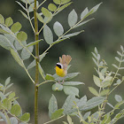 Common Yellowthroat