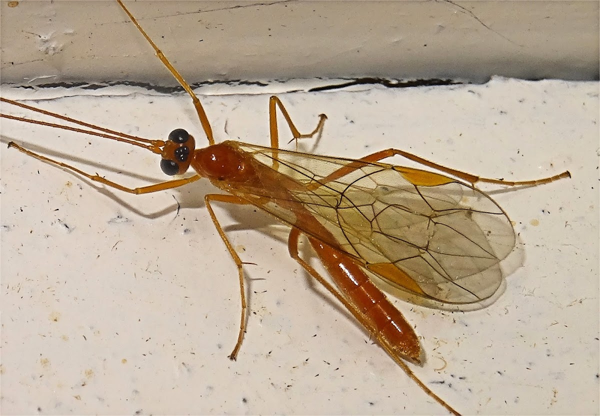 Ichneumon Wasp