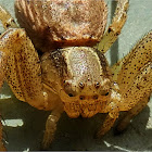 Swamp Crab Spider