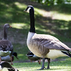 Canada Goose