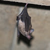 Gray Long-tongued Bat