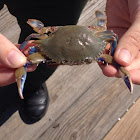 Blue Crab