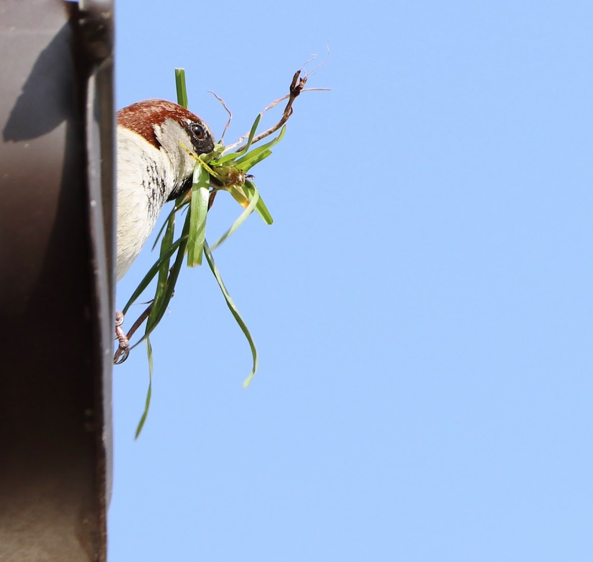 House sparrow